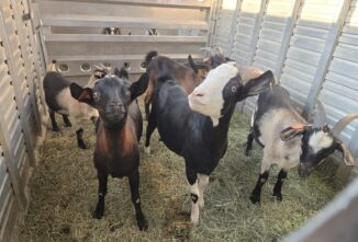 Humane Certification for Goat Ranchers: Is It Attainable?